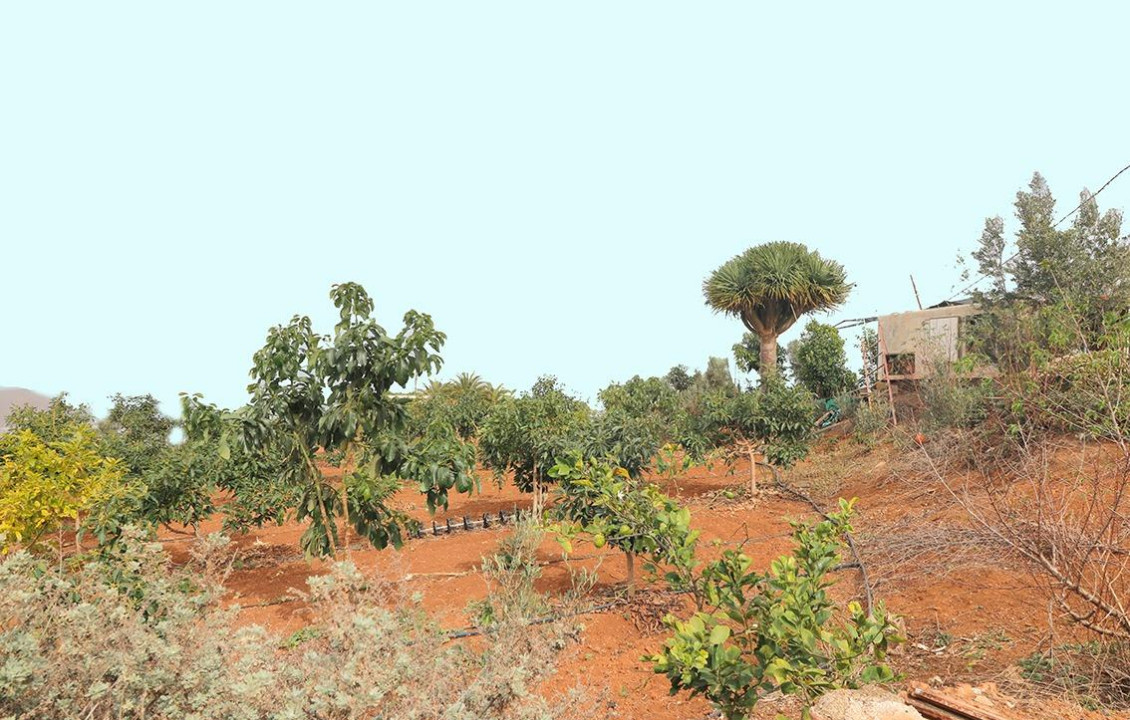 Venta - Fincas y solares - Santa María de Guía de Gran Canaria - Diseminado Paso María de los Santos