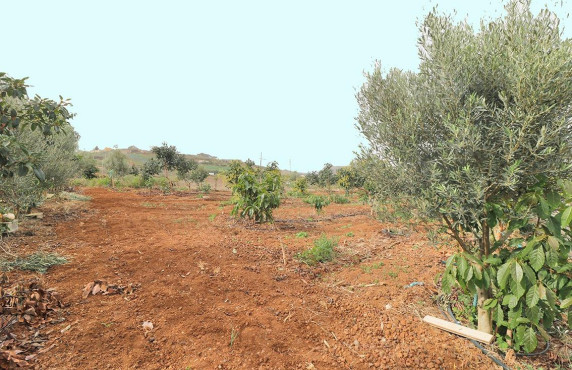 Venta - Fincas y solares - Santa María de Guía de Gran Canaria - Diseminado Paso María de los Santos