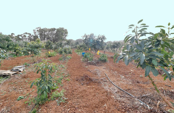 Venta - Fincas y solares - Santa María de Guía de Gran Canaria - Diseminado Paso María de los Santos