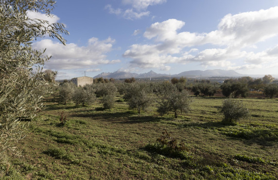 Venta - Naves - Albolote - de Lanjarón