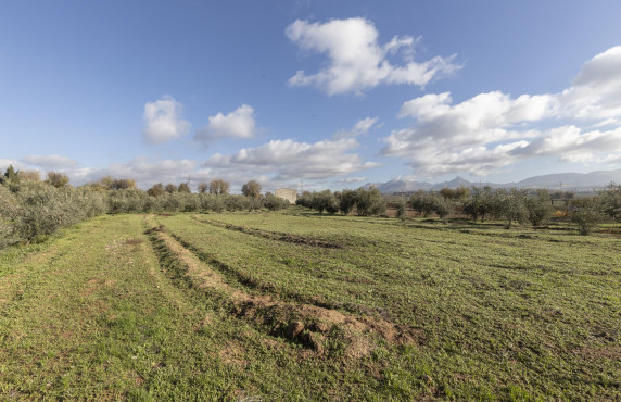 Venta - Naves - Albolote - de Lanjarón