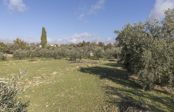 Venta - Naves - Albolote - de Lanjarón