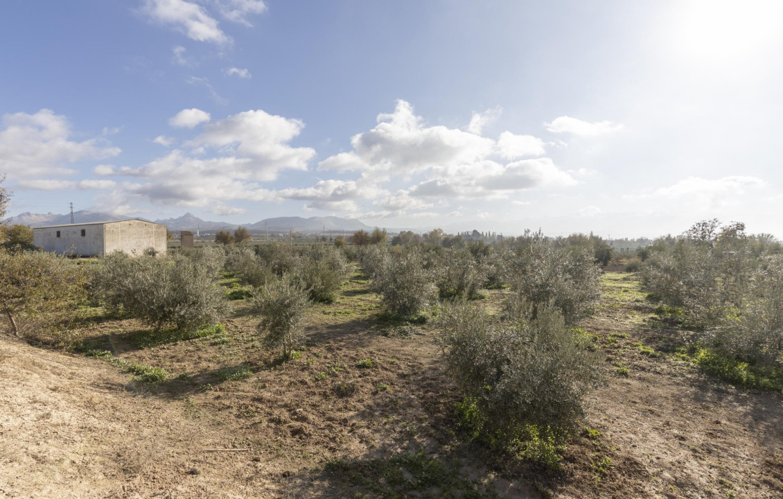 Venta - Naves - Albolote - de Lanjarón