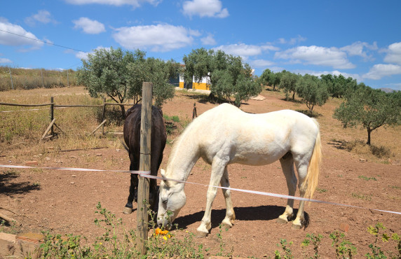 For Sale - Casas o chalets - Periana - Cortijo Buenavista