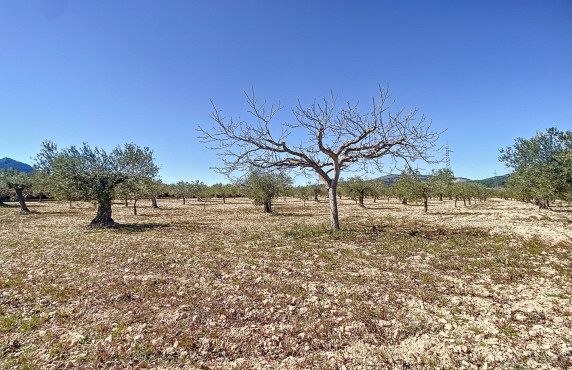 Venta - Fincas y solares - Castalla - PILETES, POLIG, 1. PARCELA