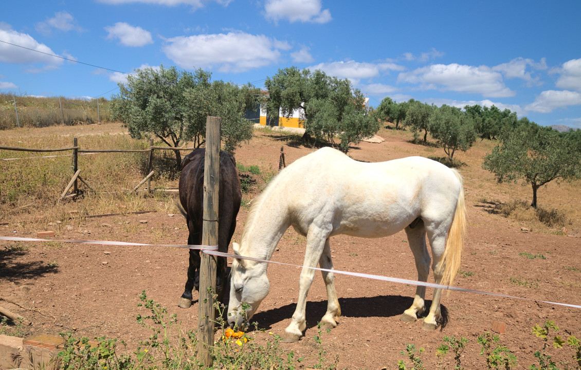 Venta - Casas o chalets - Periana - Cortijo Buenavista