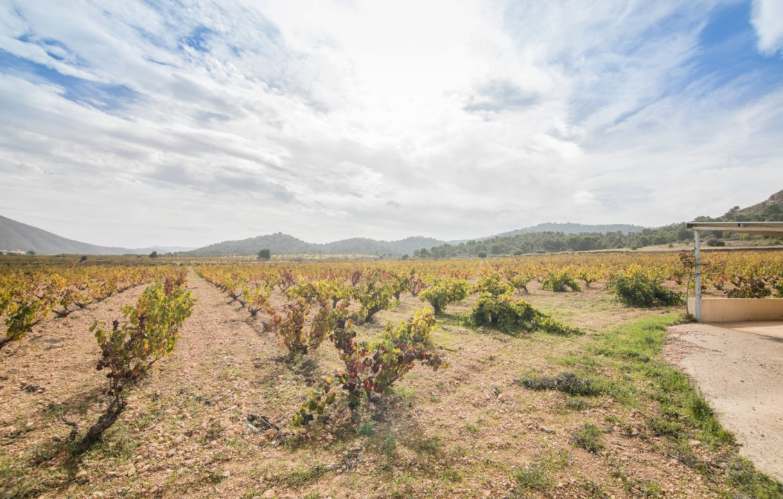 For Sale - Country land - Algueña - Abanilla