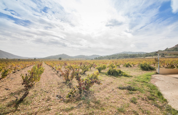 For Sale - Country land - Algueña - Abanilla