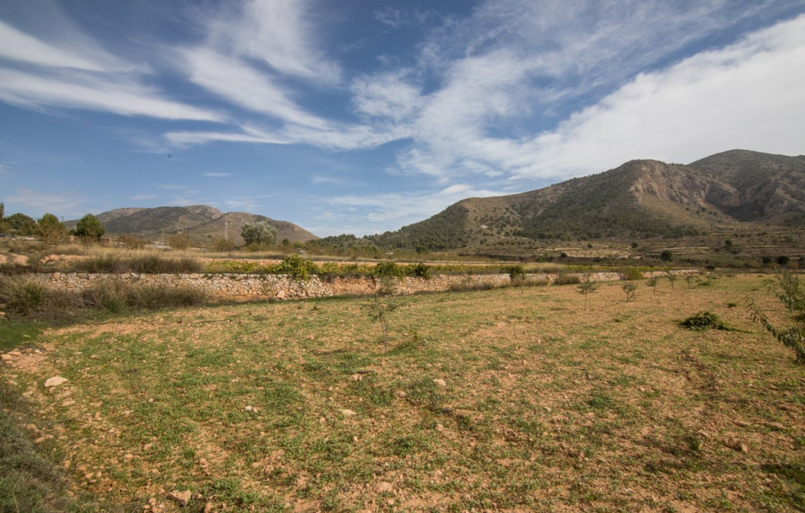 For Sale - Country land - Algueña - ALGUEÑA