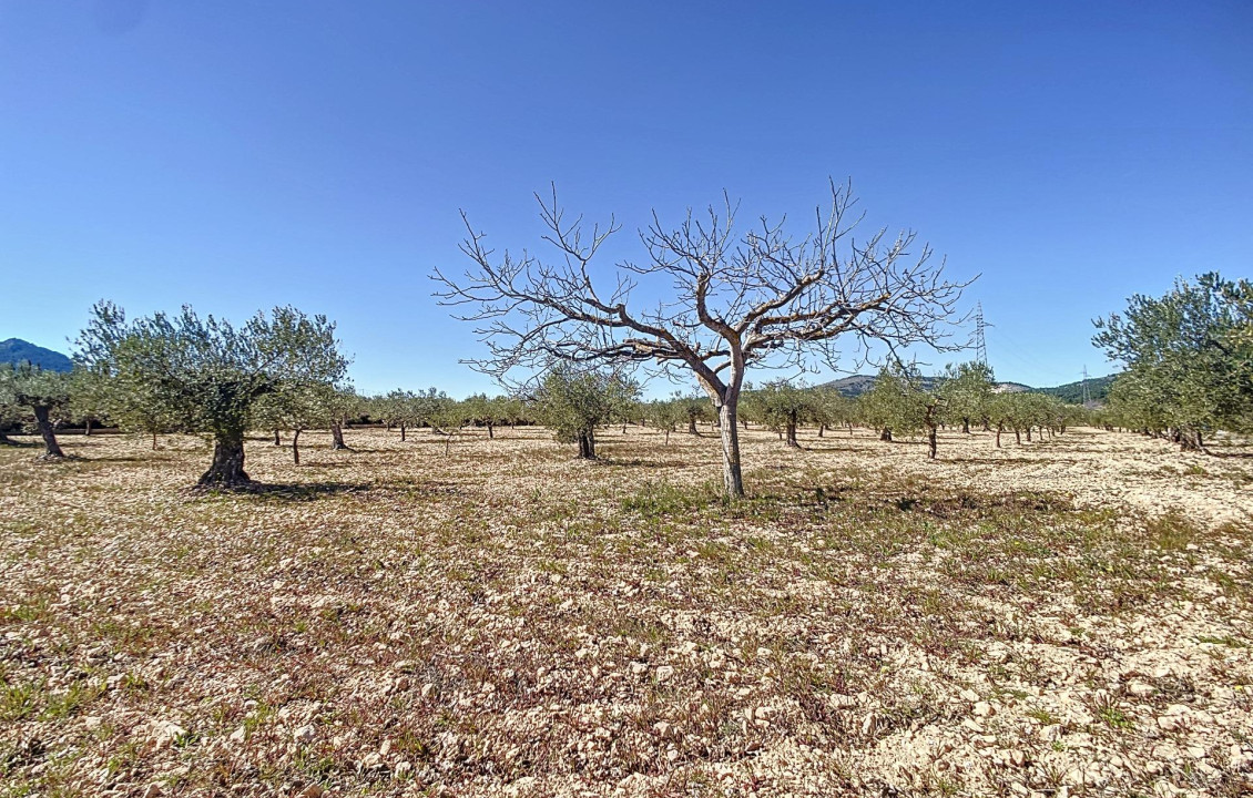 For Sale - Country land - Castalla - Comunidad valenciana