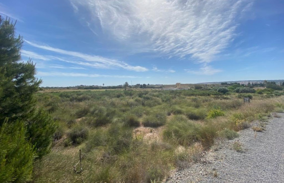 For Sale - Country land - Elche pedanias - LOS BALSARES