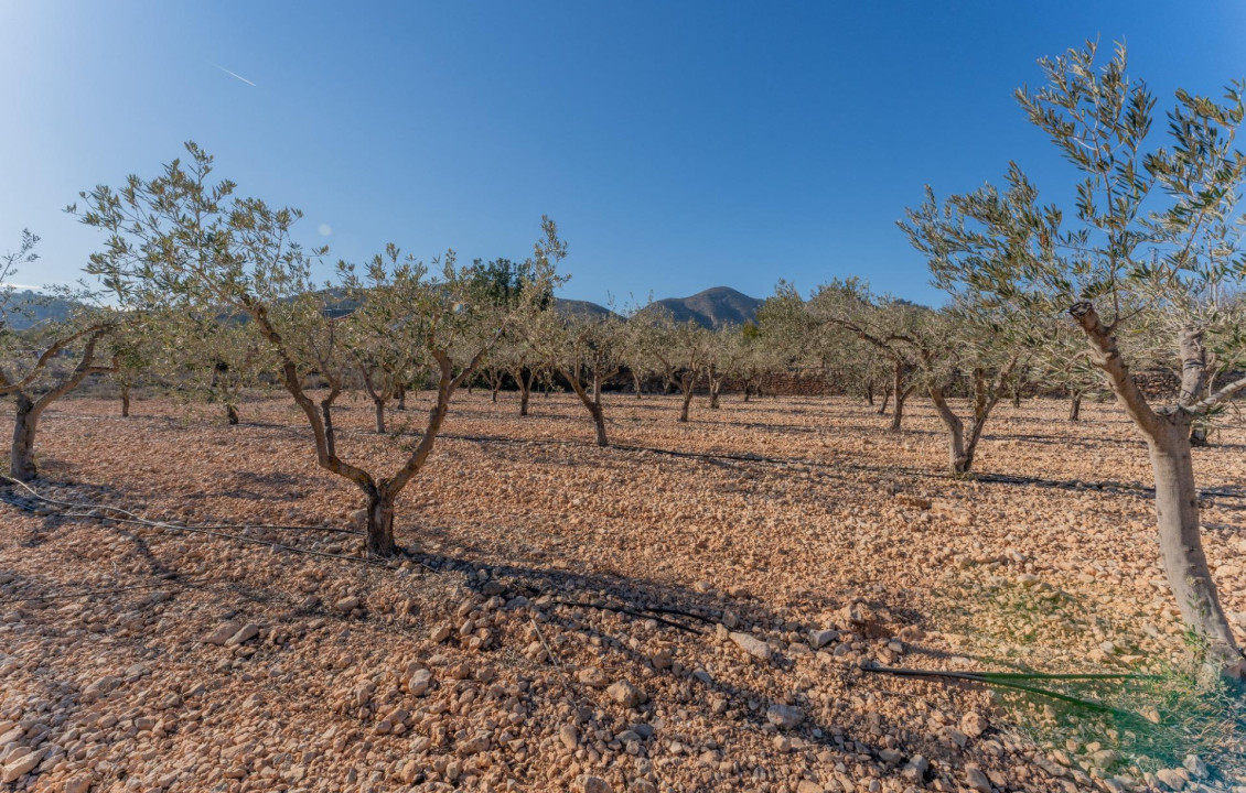 Venta - Plot - Hondon de las Nieves - Comunidad valenciana