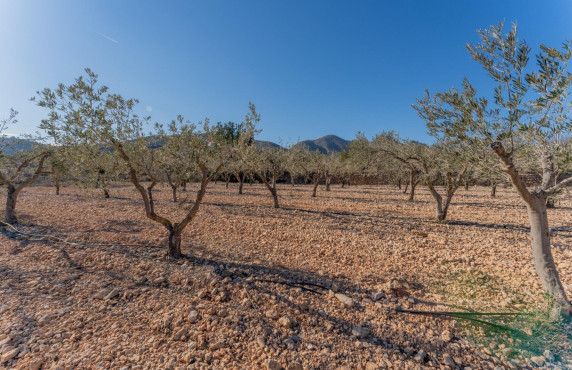 Venta - Plot - Hondon de las Nieves - Comunidad valenciana