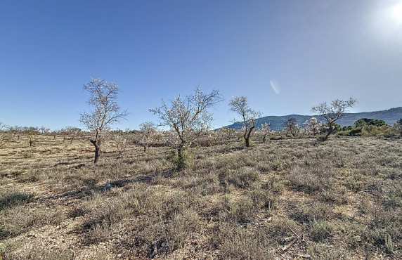 For Sale - Country land - Biar - Comunidad valenciana