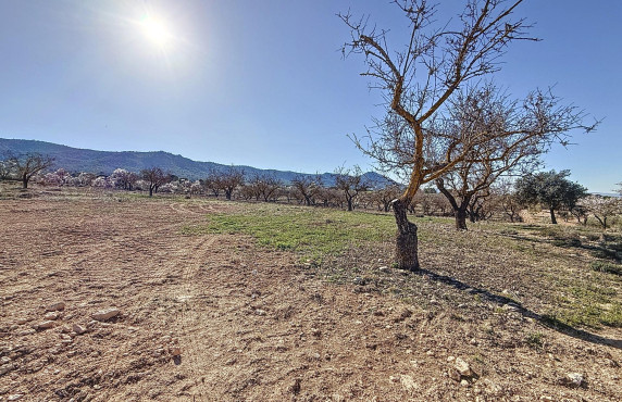 For Sale - Country land - Biar - Comunidad valenciana