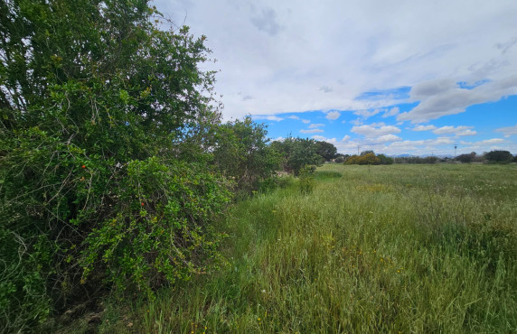 For Sale - urban plot - Valverde (Alicante) - Valverde