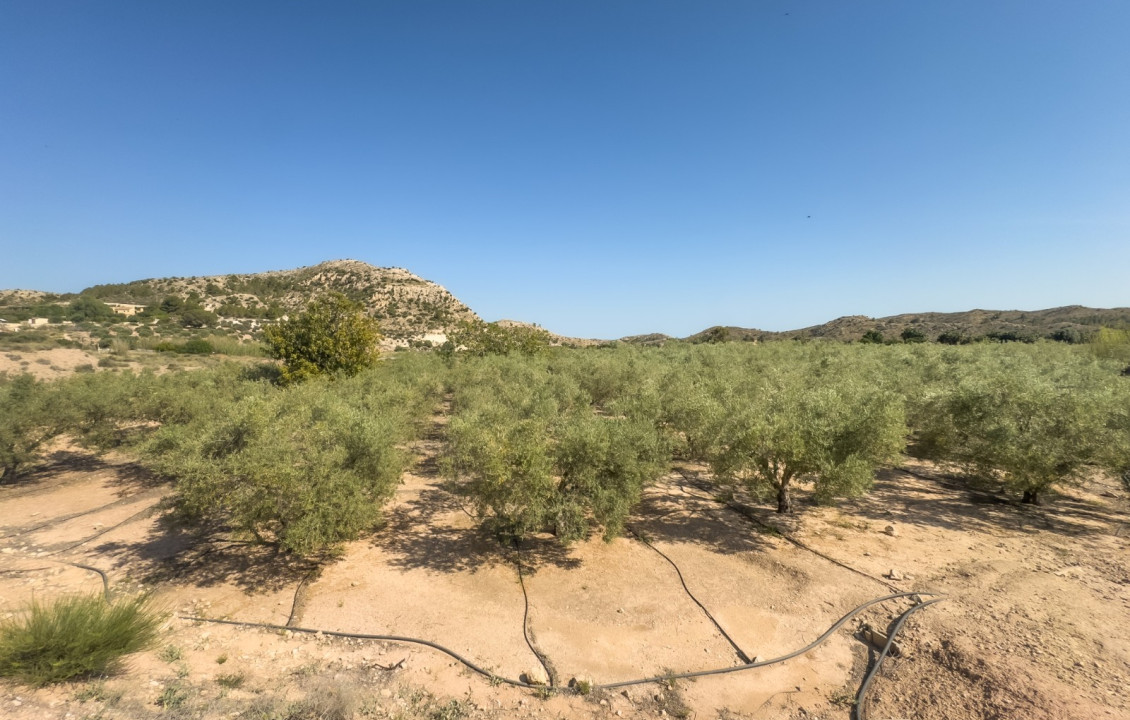 Venta - Parcela - Elche pedanias - Ferriol