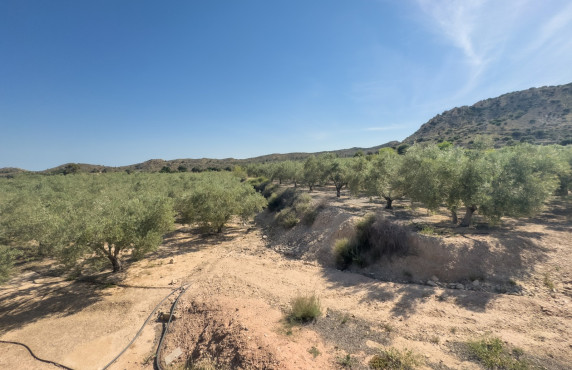 Venta - Parcela - Elche pedanias - Ferriol