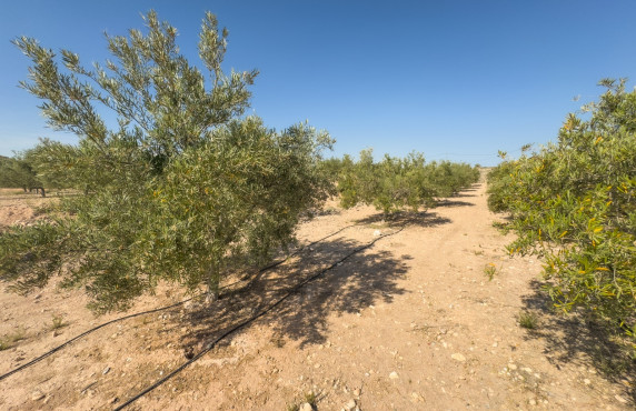 Venta - Parcela - Elche pedanias - Ferriol