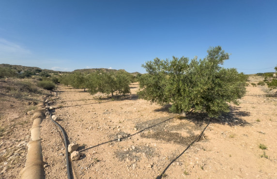 Venta - Parcela - Elche pedanias - Ferriol