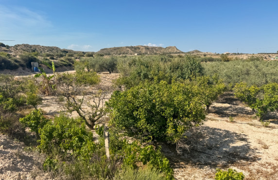Venta - Parcela - Elche pedanias - Ferriol