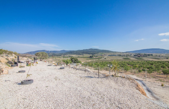 Venta - Parcela - Pinoso - CULEBRON