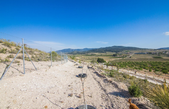Venta - Parcela - Pinoso - CULEBRON