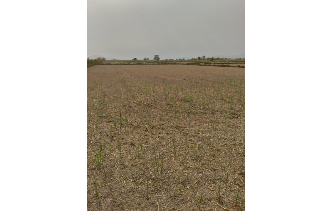 Venta - Country land - La hoya - La Hoya-Daimes-El Derramador