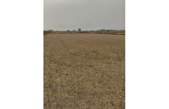 Venta - Country land - La hoya - La Hoya-Daimes-El Derramador