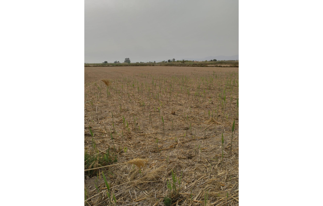 Venta - Country land - La hoya - La Hoya-Daimes-El Derramador