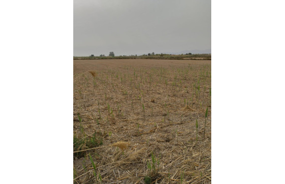 Venta - Country land - La hoya - La Hoya-Daimes-El Derramador