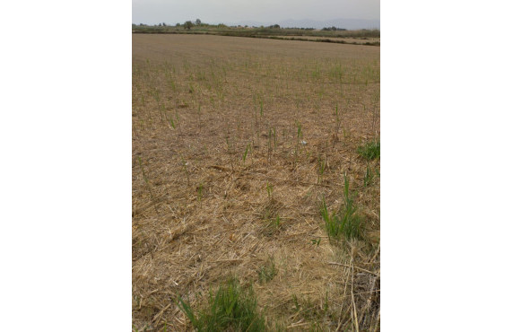 Venta - Country land - La hoya - La Hoya-Daimes-El Derramador