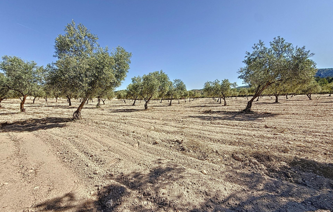 Venta - Country land - Biar - Comunidad valenciana