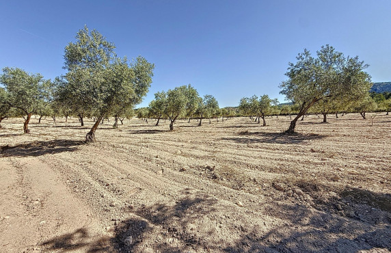 Venta - Country land - Biar - Comunidad valenciana