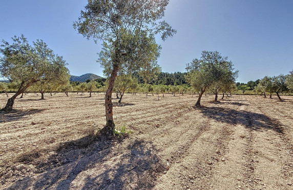 Venta - Country land - Biar - Comunidad valenciana