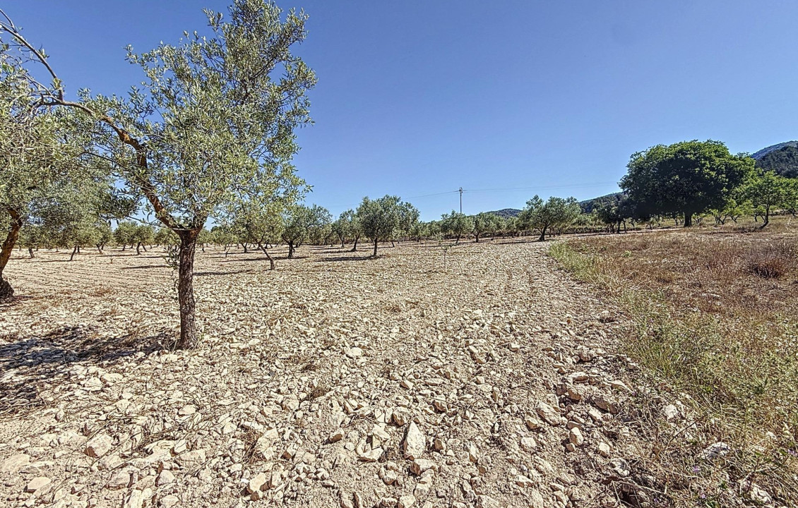 Venta - Country land - Biar - Comunidad valenciana