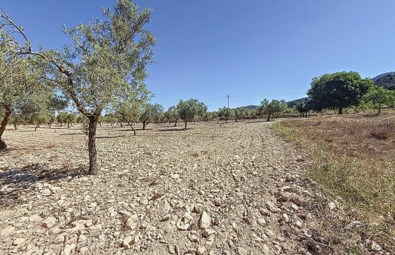 Venta - Country land - Biar - Comunidad valenciana