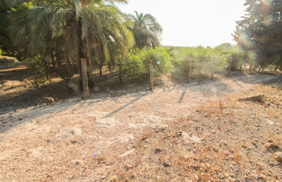 For Sale - Country land - Elche pedanias - LA MARINA