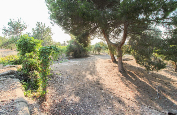 For Sale - Country land - Elche pedanias - LA MARINA