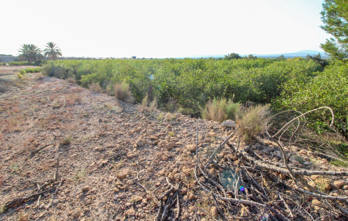 For Sale - Country land - Elche pedanias - LA MARINA