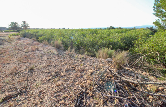 For Sale - Country land - Elche pedanias - LA MARINA
