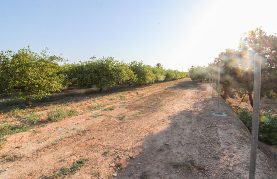 For Sale - Country land - Elche pedanias - LA MARINA