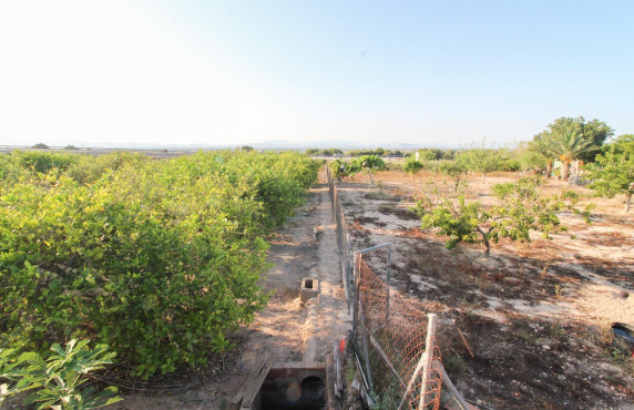 For Sale - Country land - Elche pedanias - LA MARINA