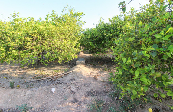 For Sale - Country land - Elche pedanias - LA MARINA