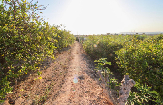 For Sale - Country land - Elche pedanias - LA MARINA