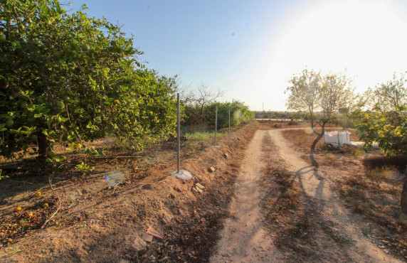 For Sale - Country land - Elche pedanias - LA MARINA