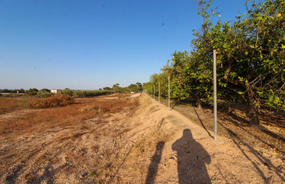 For Sale - Country land - Elche pedanias - LA MARINA
