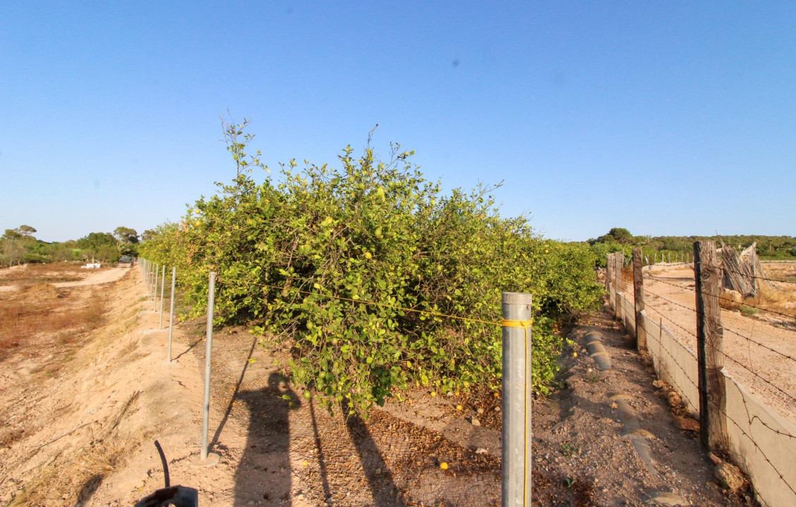 For Sale - Country land - Elche pedanias - LA MARINA