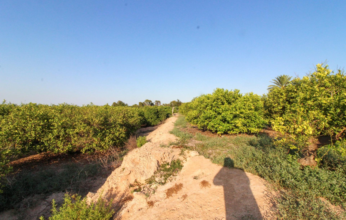 For Sale - Country land - Elche pedanias - LA MARINA