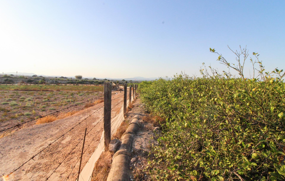 For Sale - Country land - Elche pedanias - LA MARINA